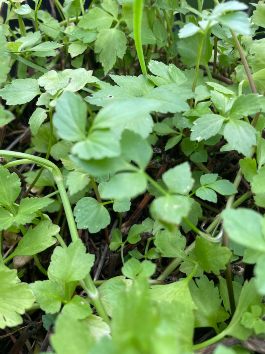 Vietnamesischer Wasserfenchel