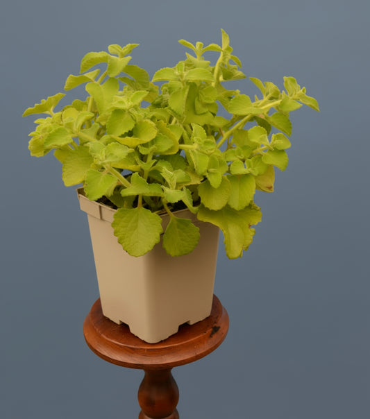 Jamaica-Thymian, grün