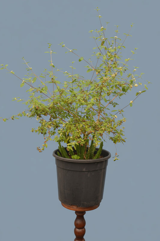 Mexikanischer Oregano, weiß