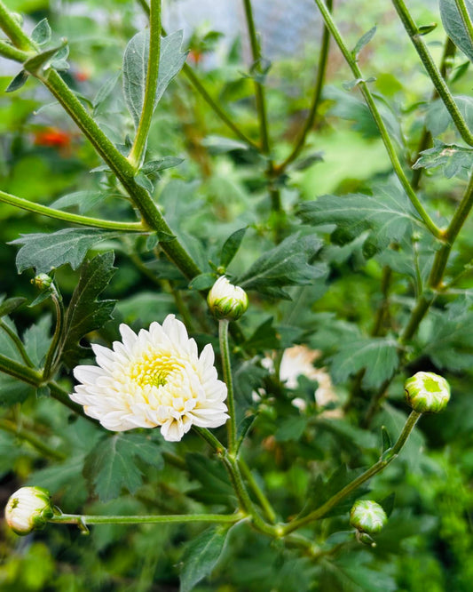 Chinesische Tee-Chrysantheme (gefülltblühend)