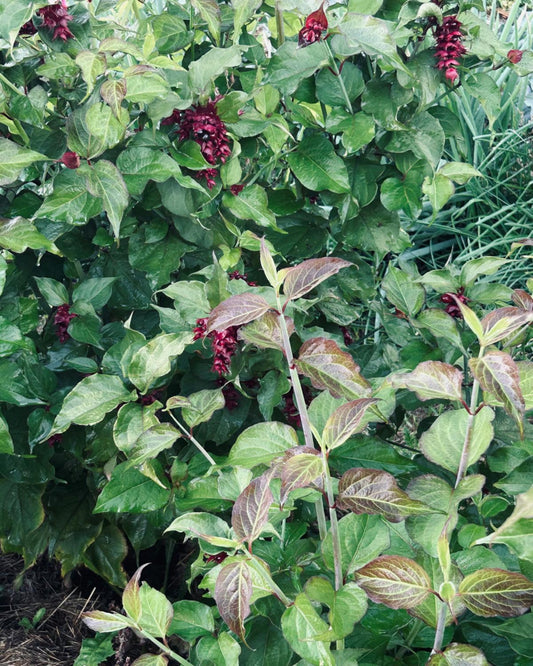 Karamellbeere
