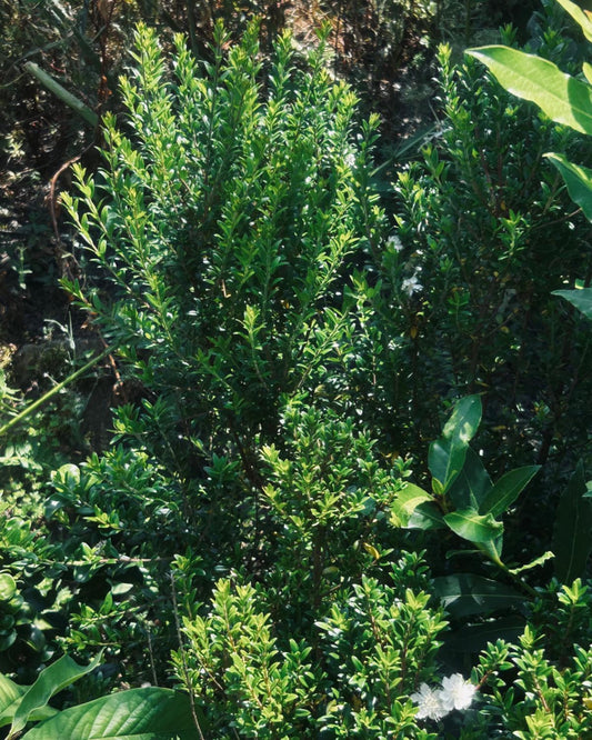 Myrtus species