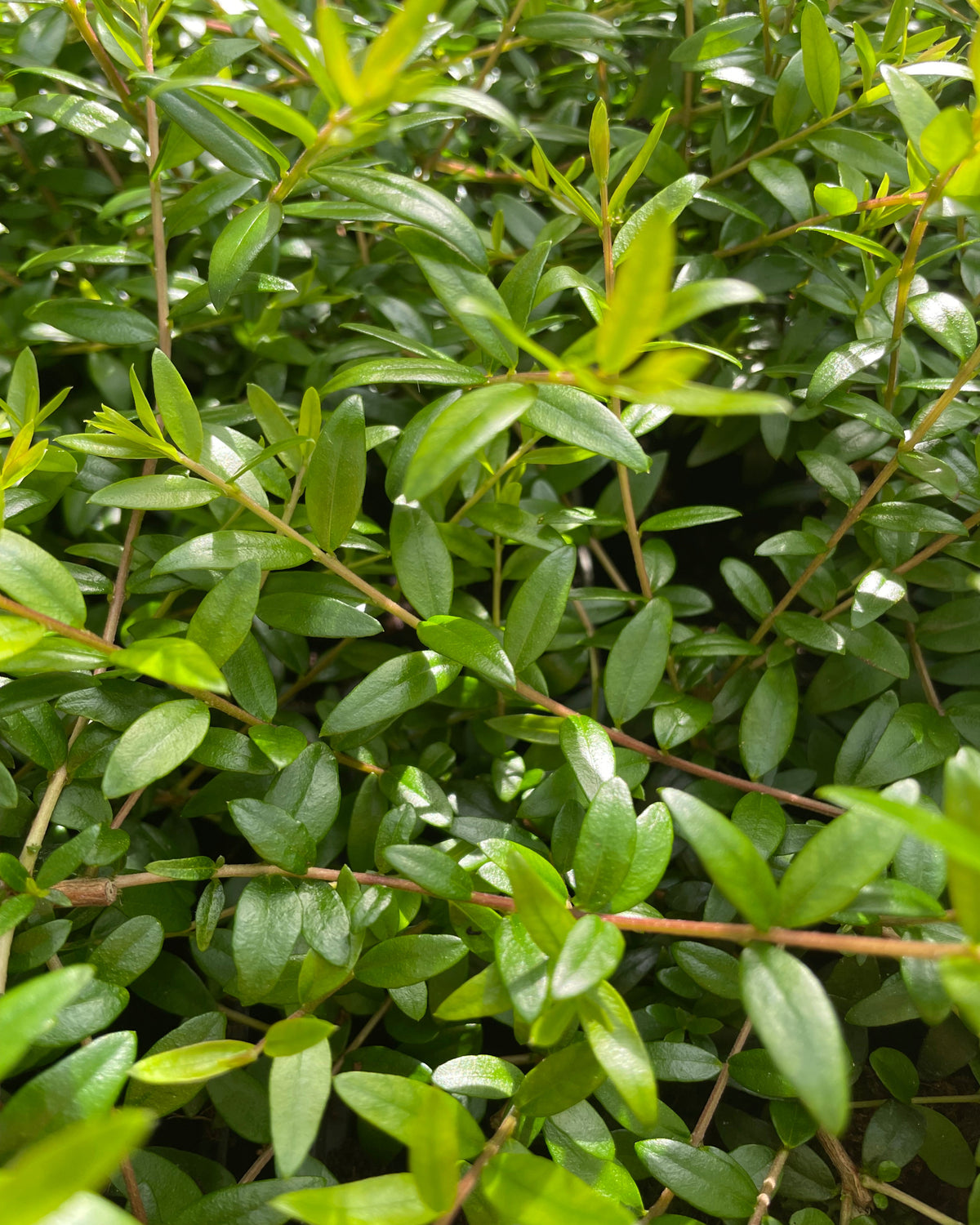 Myrtus species