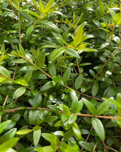 Myrtus species