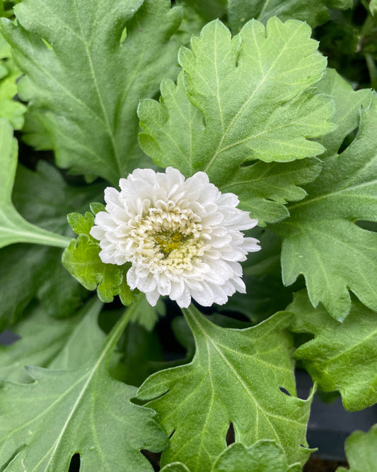 Chinesische Tee-Chrysantheme (offenblühend)