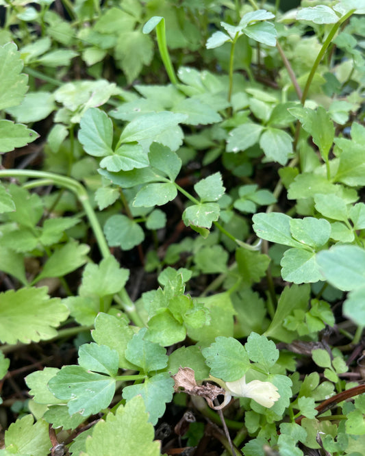 Vietnamesischer Wasserfenchel