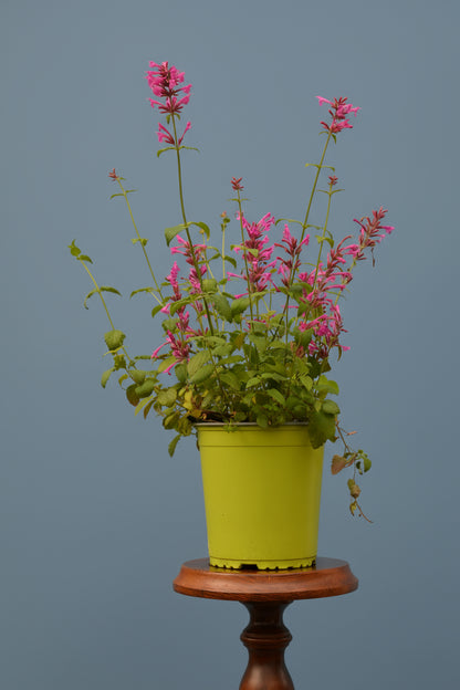 Limetten - Agastache