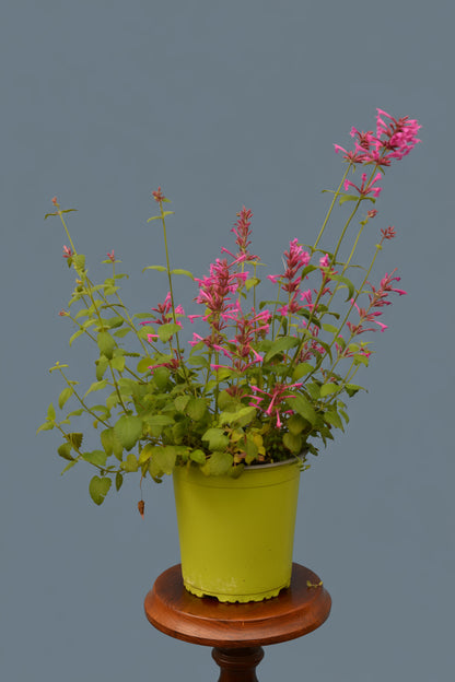 Limetten - Agastache