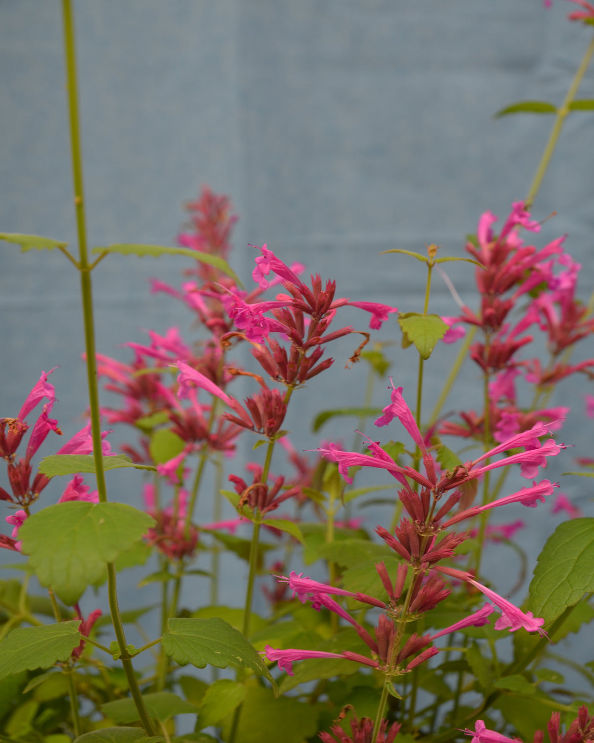 Limetten - Agastache