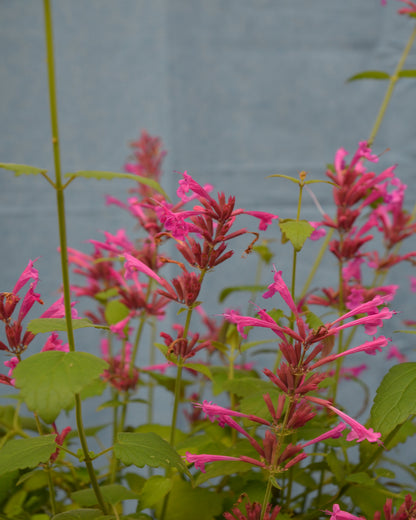 Limetten - Agastache