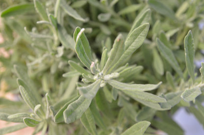 Zimmerlavendel
