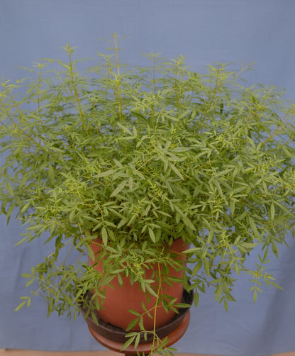 Zitronentagetes