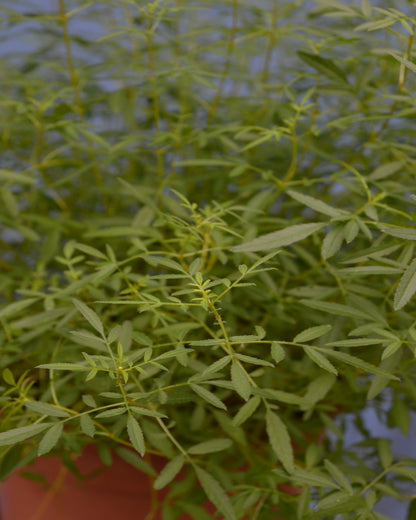 Zitronentagetes