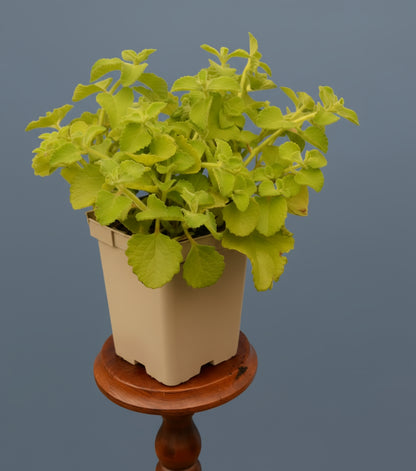 Jamaica-Thymian, grün