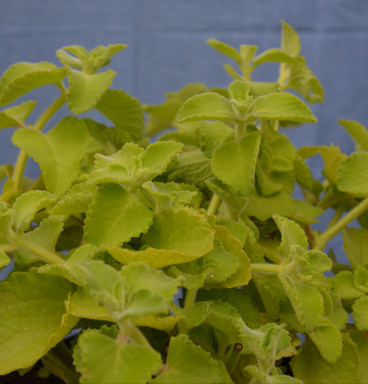 Jamaica-Thymian, grün