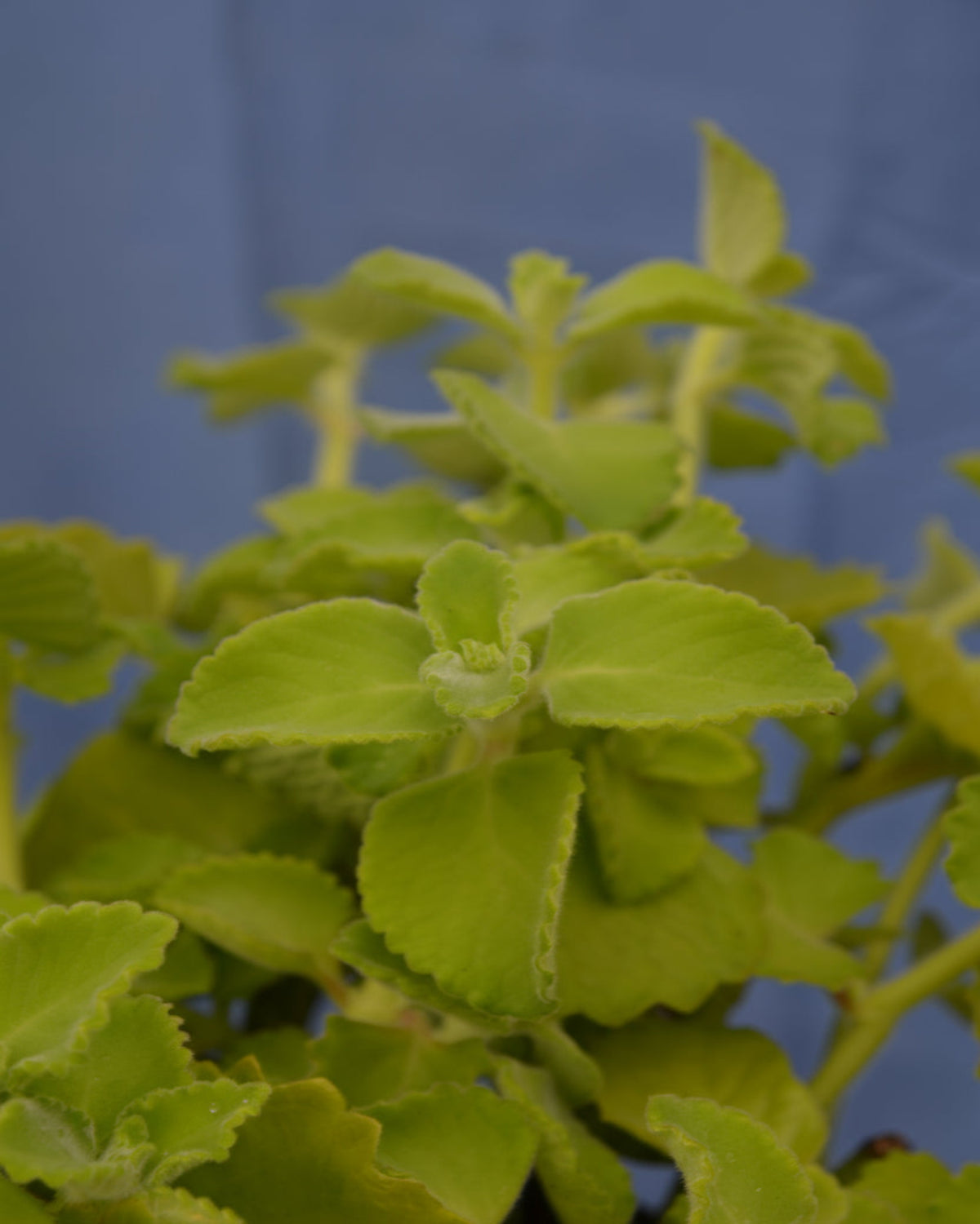 Jamaica-Thymian, grün