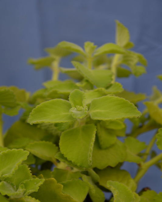 Jamaica-Thymian, grün