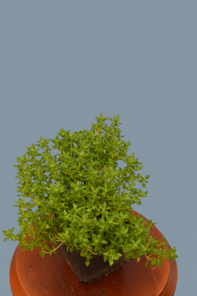 Ingwer-Thymian