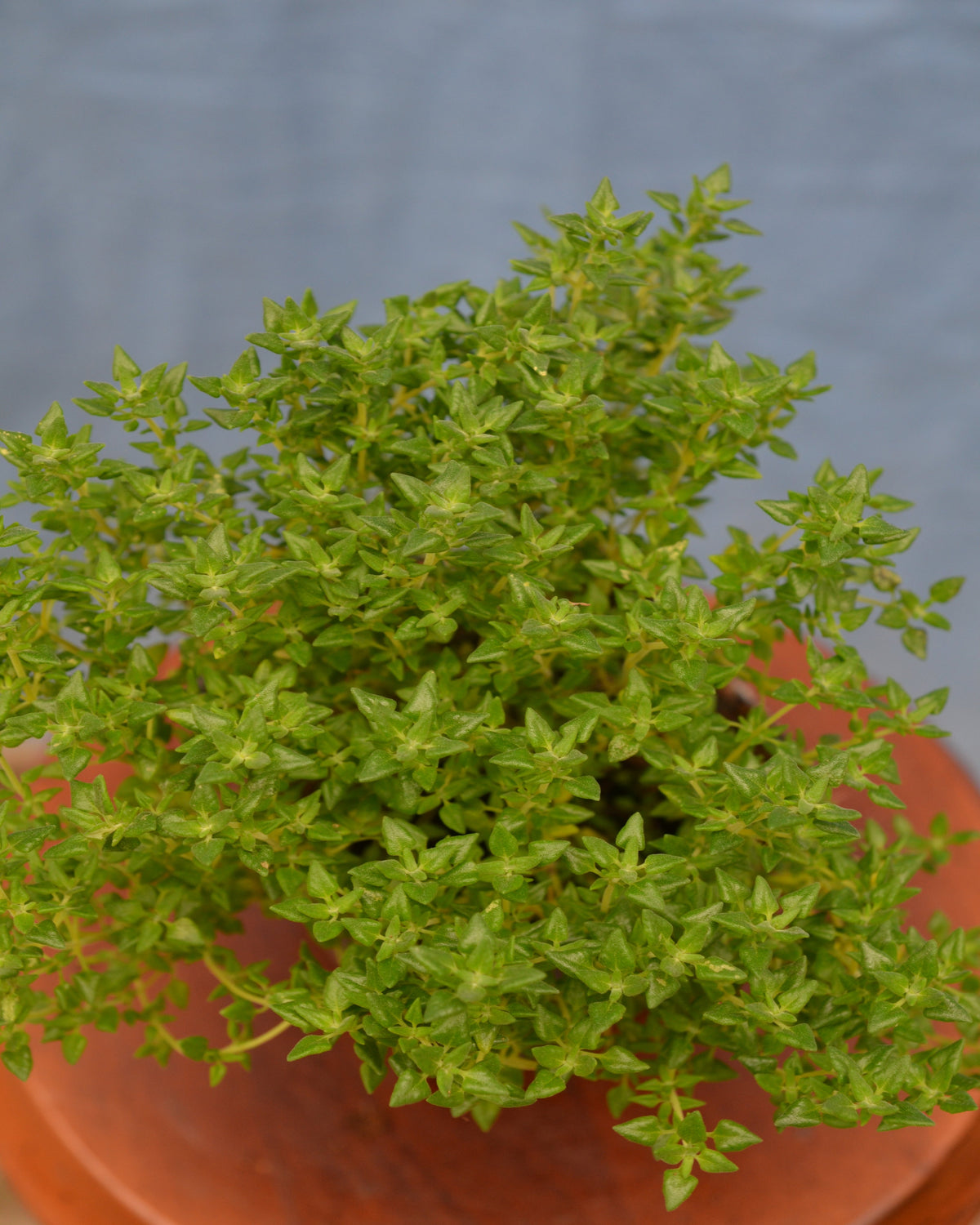 Ingwer-Thymian