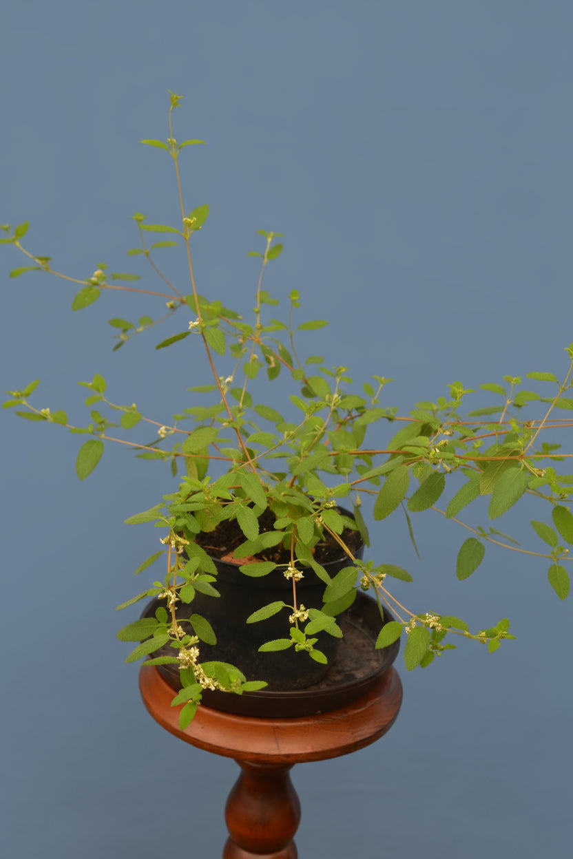Mexikanischer Oregano, weiß