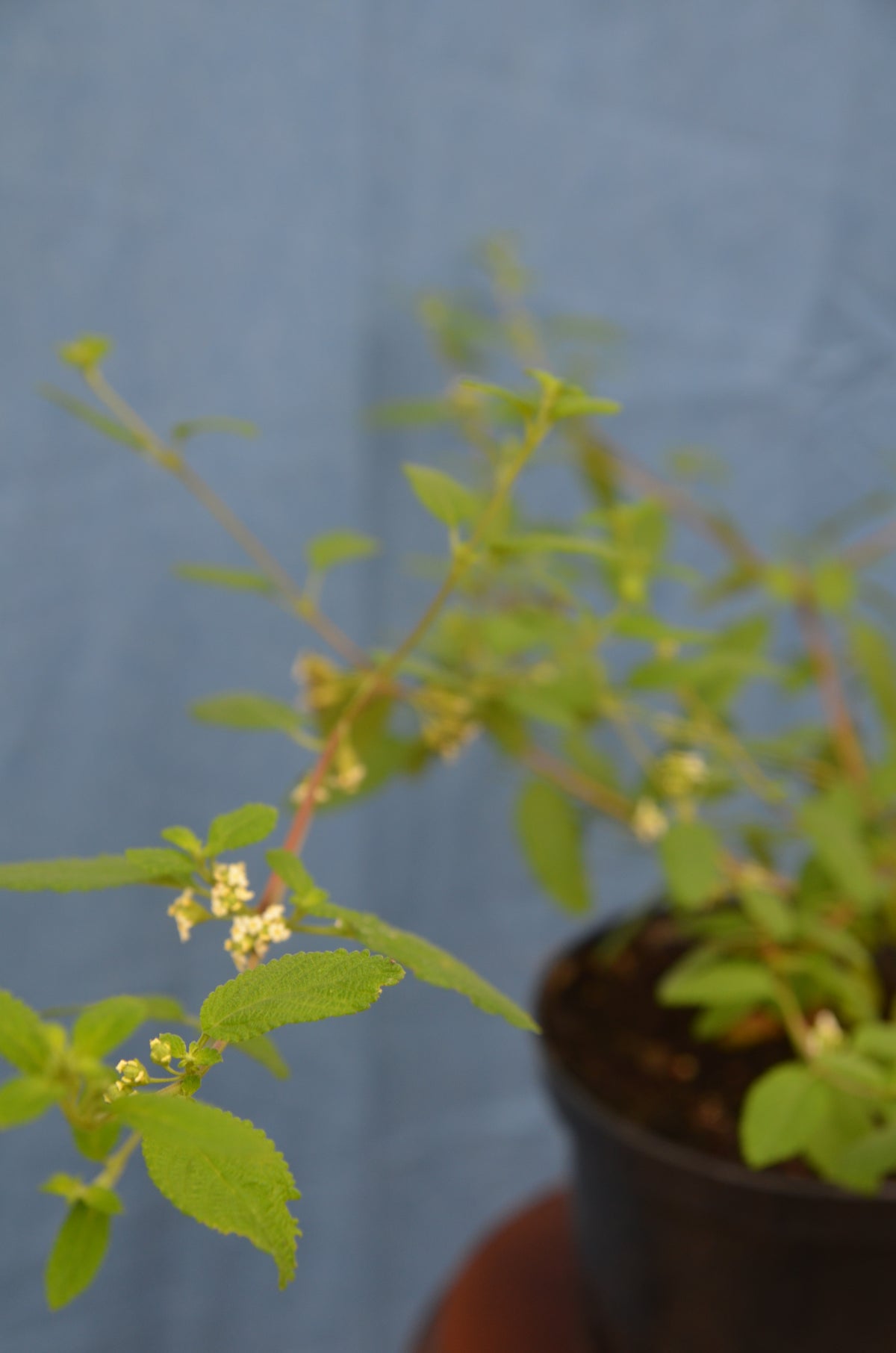 Mexikanischer Oregano, weiß