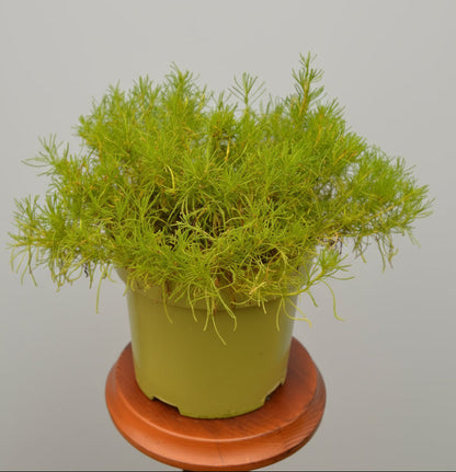 Olivenkraut