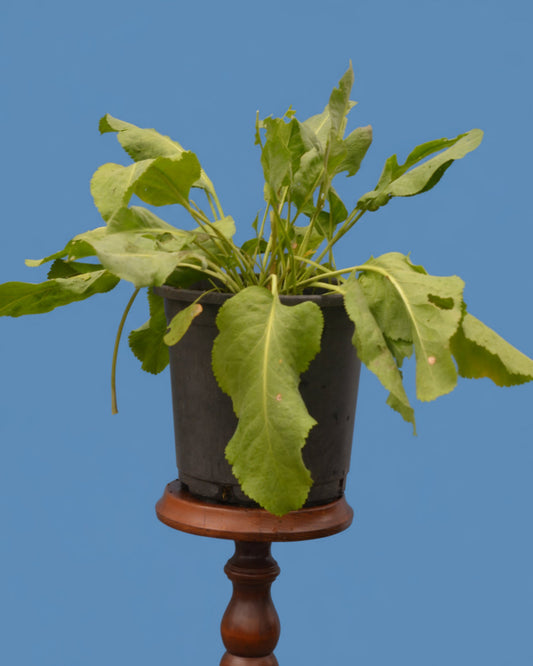 Gartenkresse/Pfefferkraut