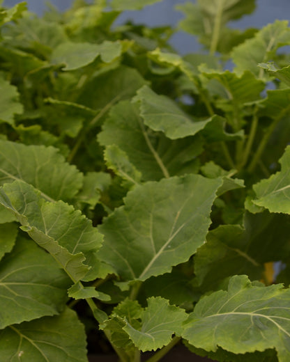 Ewiger Kohl, grün