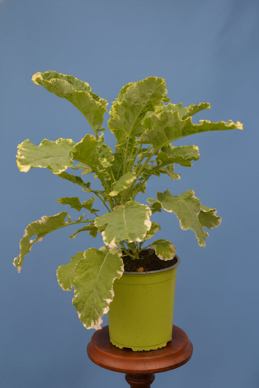 Ewiger Kohl, weißbunt