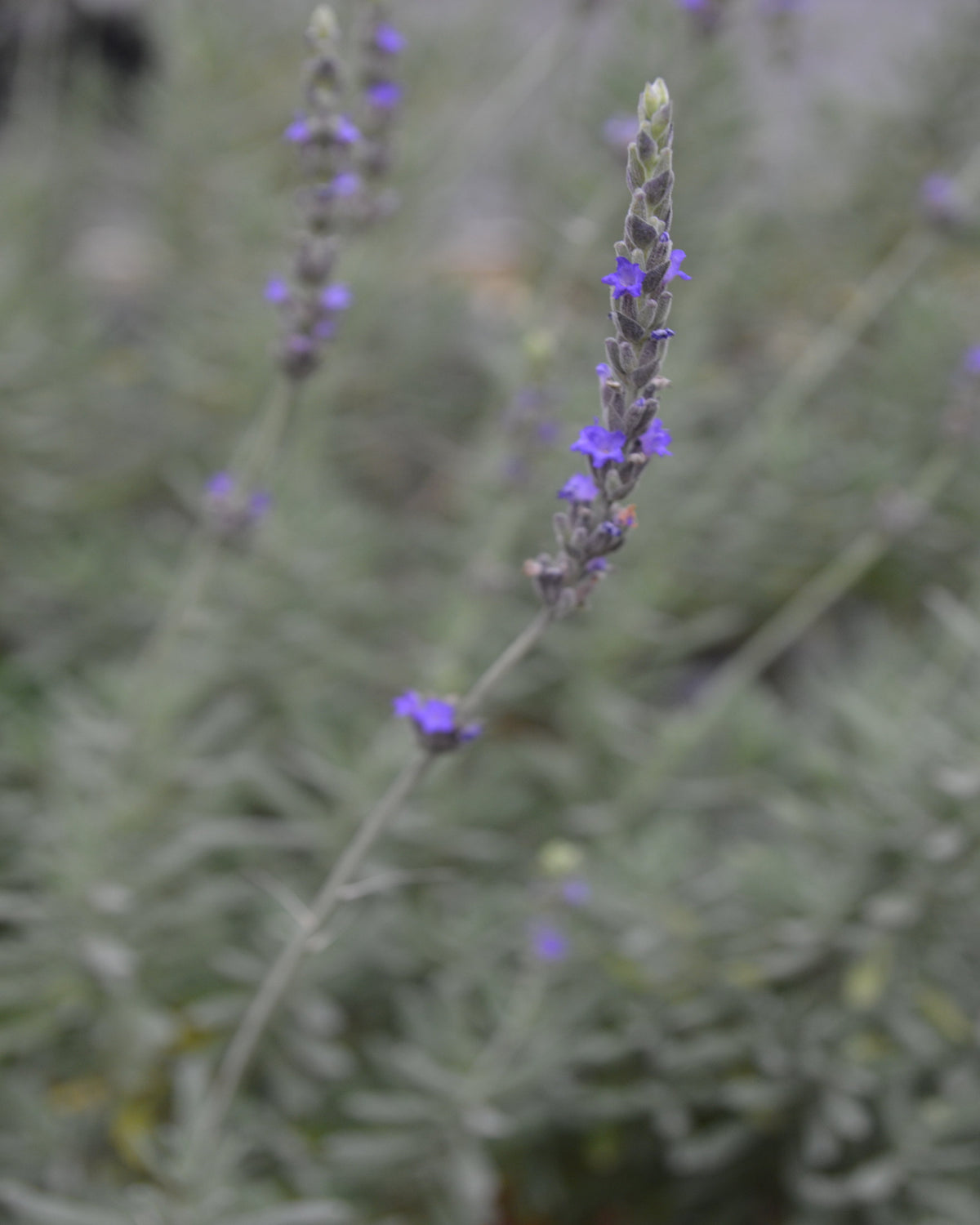 Zimmerlavendel