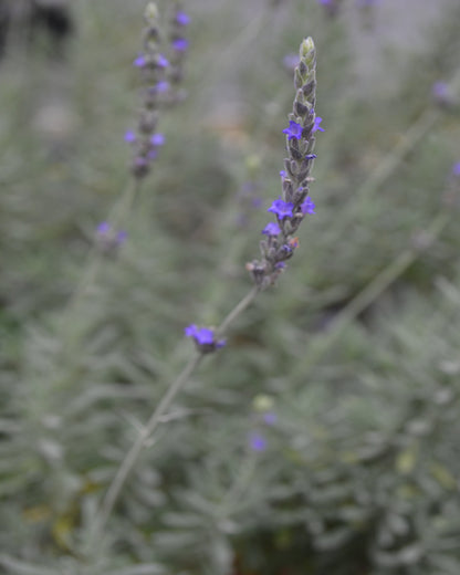 Zimmerlavendel