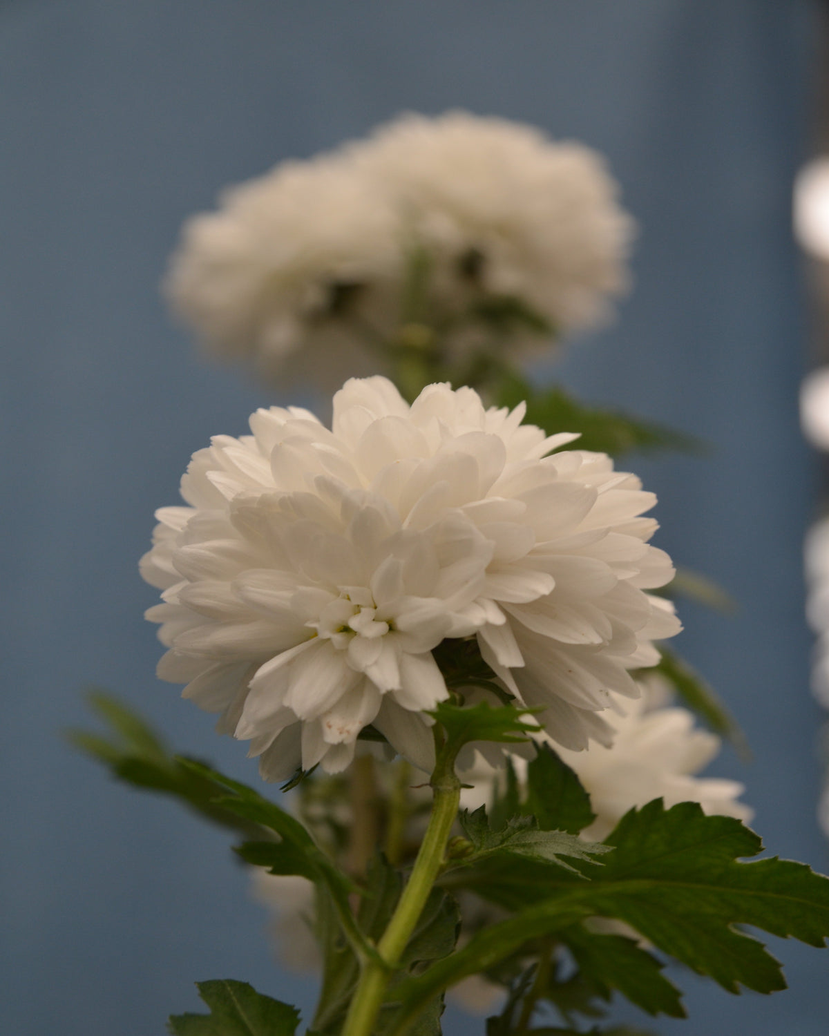 Chinesische Tee-Chrysantheme (gefülltblühend)