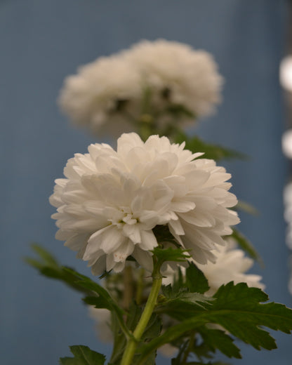 Chinesische Tee-Chrysantheme (gefülltblühend)