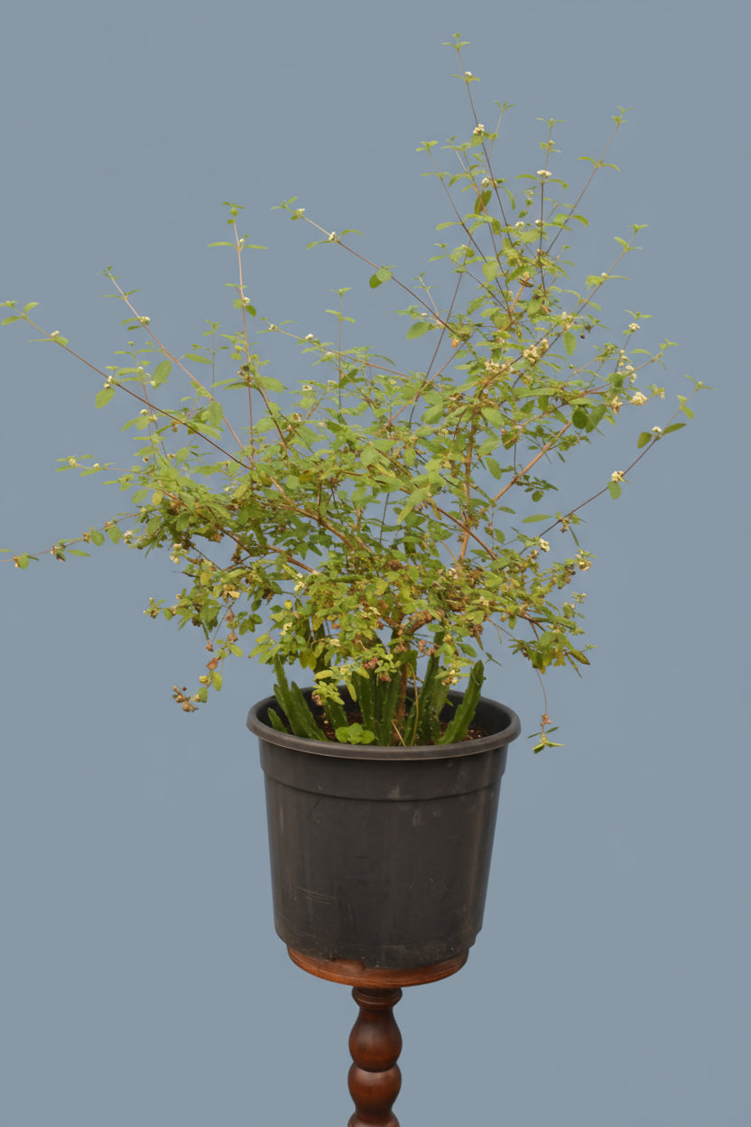 Mexikanischer Oregano, weiß