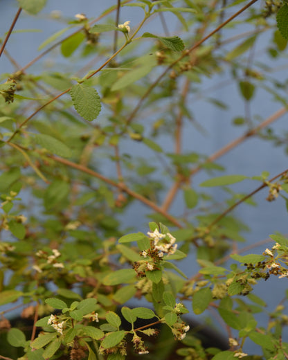 Mexikanischer Oregano, weiß