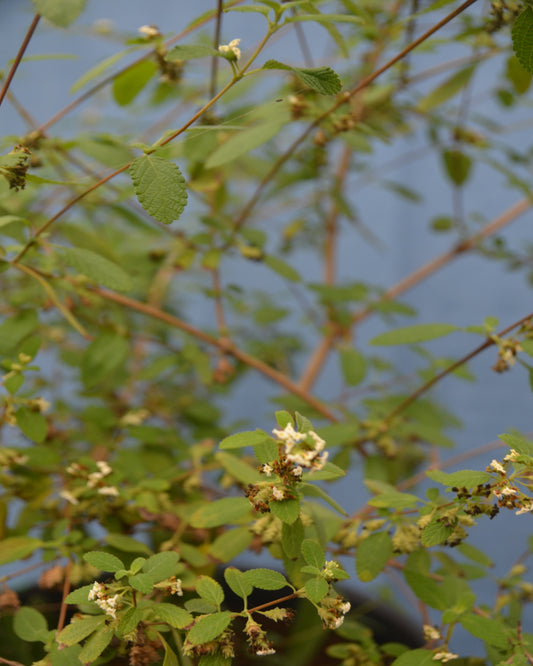 Mexikanischer Oregano, weiß