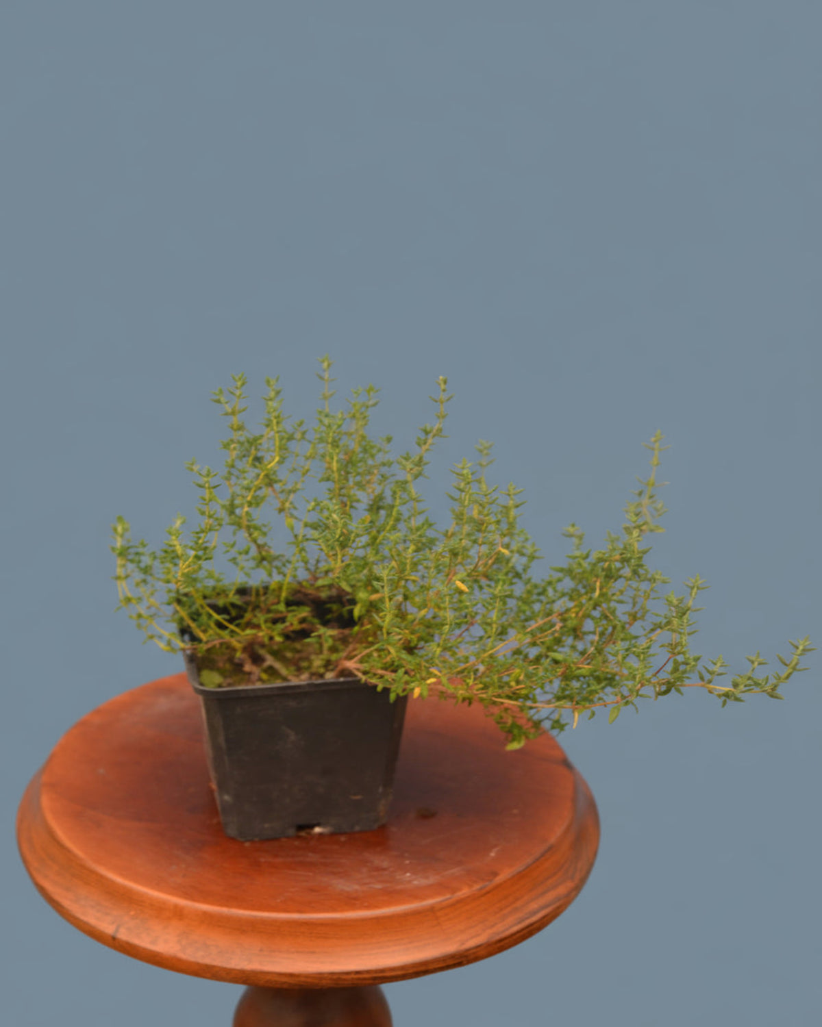 Sand - Thymian