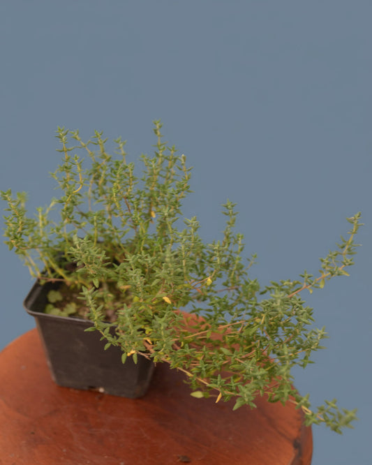 Sand - Thymian