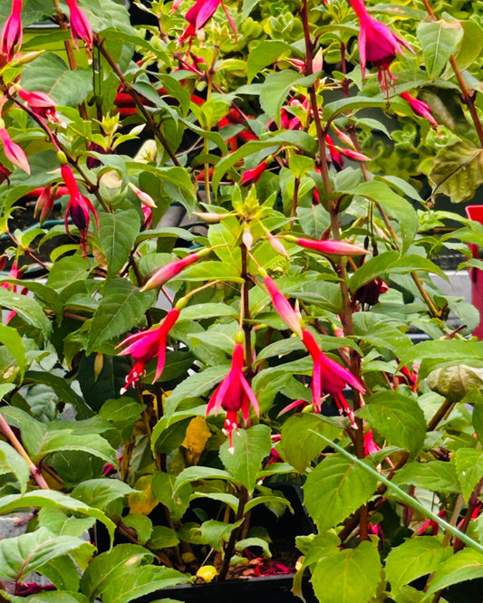 großblütige Strauchfuchsie