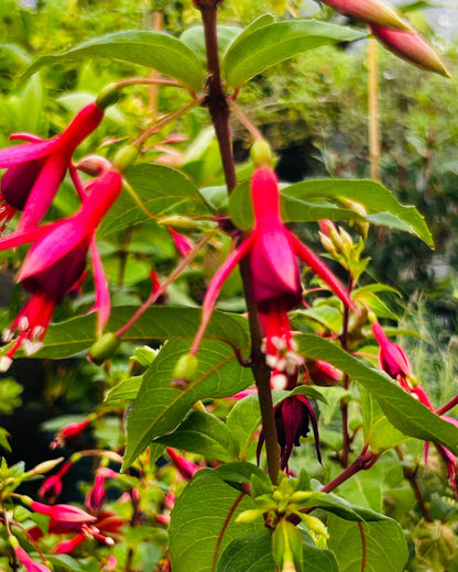 großblütige Strauchfuchsie