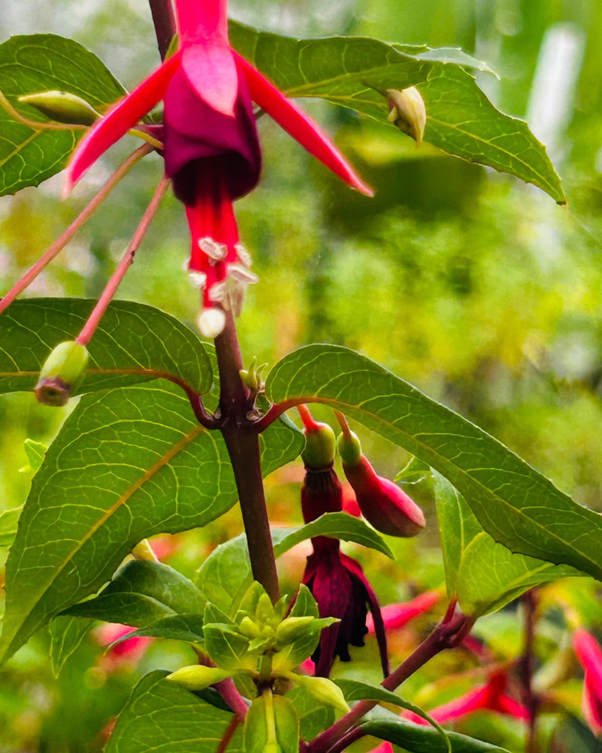 großblütige Strauchfuchsie