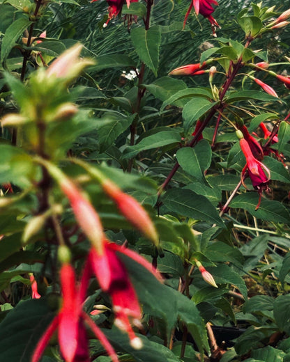 großblütige Strauchfuchsie
