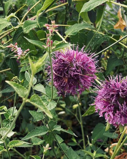 Tee-Monarde