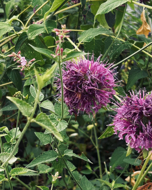 Tee-Monarde