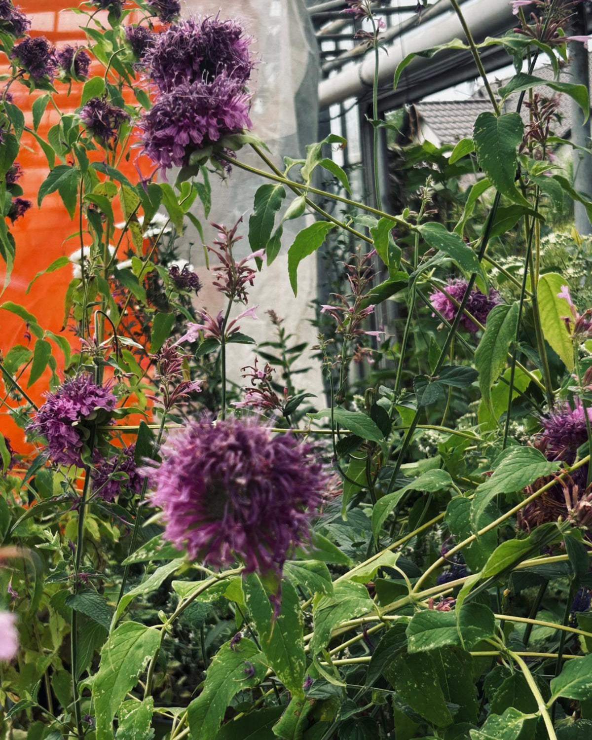 Tee-Monarde