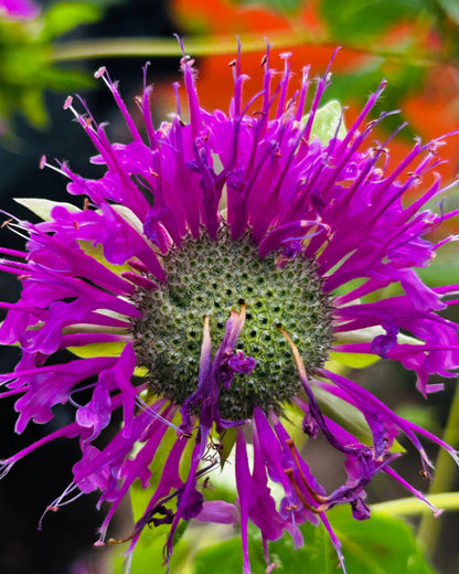Tee-Monarde