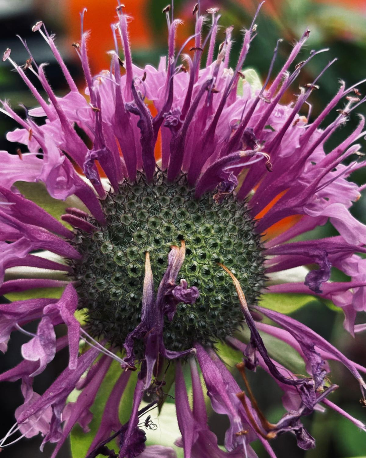 Tee-Monarde