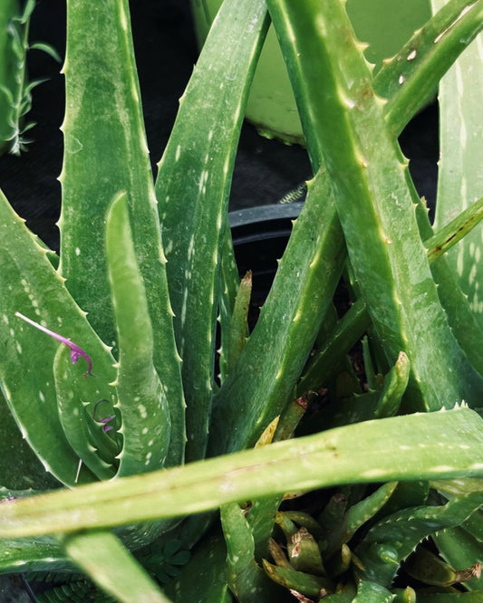 Aloe vera 'Sweet'
