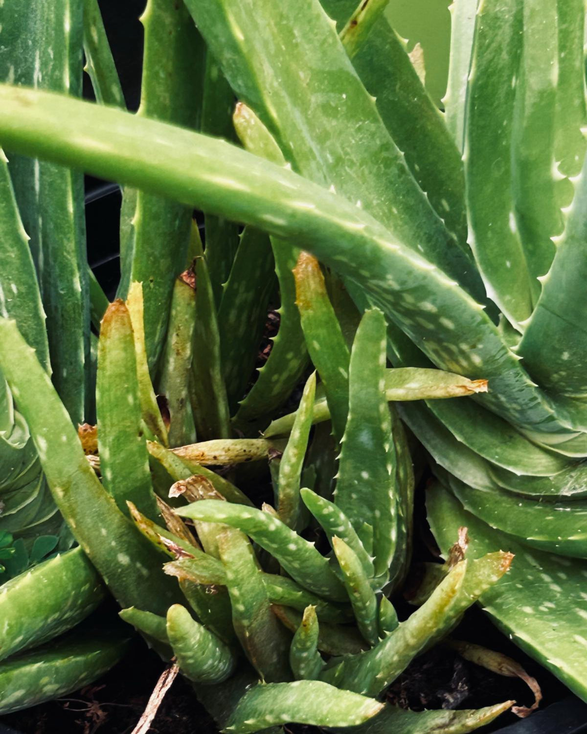 Aloe vera 'Sweet'