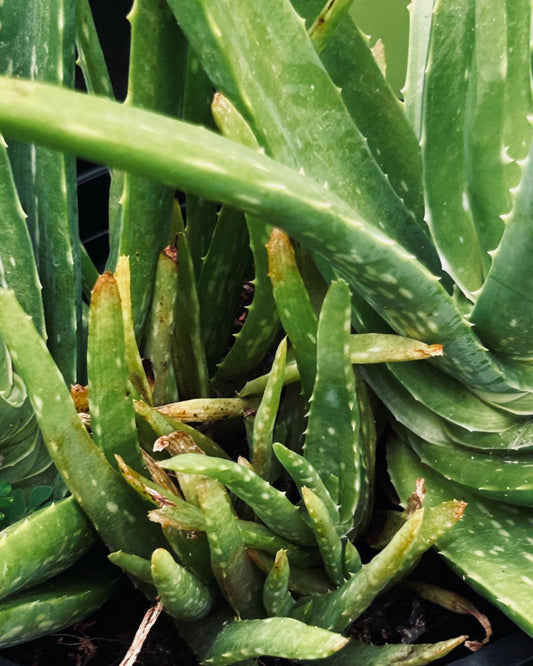 Aloe vera 'Sweet'